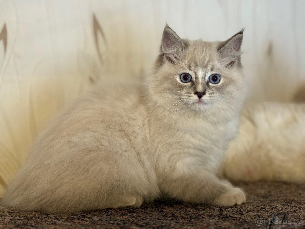 Koťata plemene RAGDOLL - 6