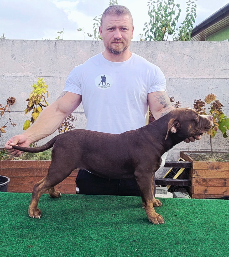 American bully - ch.s. Family Muscle Bullies - 6