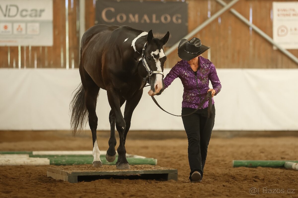 Připouštění APH Black Overo hřebcem - 6