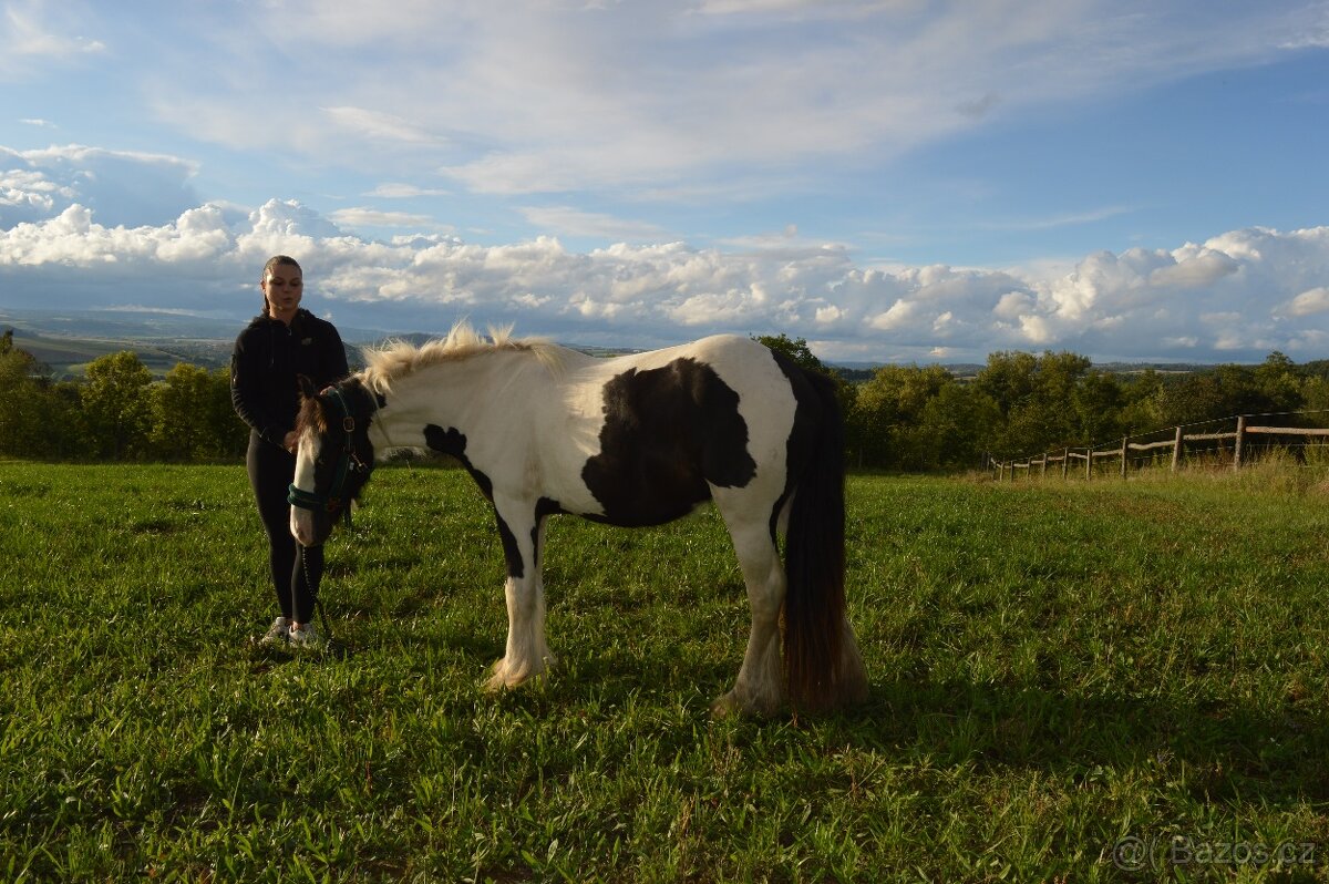 Prodej Irského Coba - 6