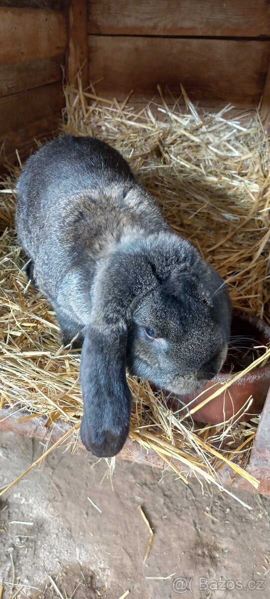 Francouzský beran - 6