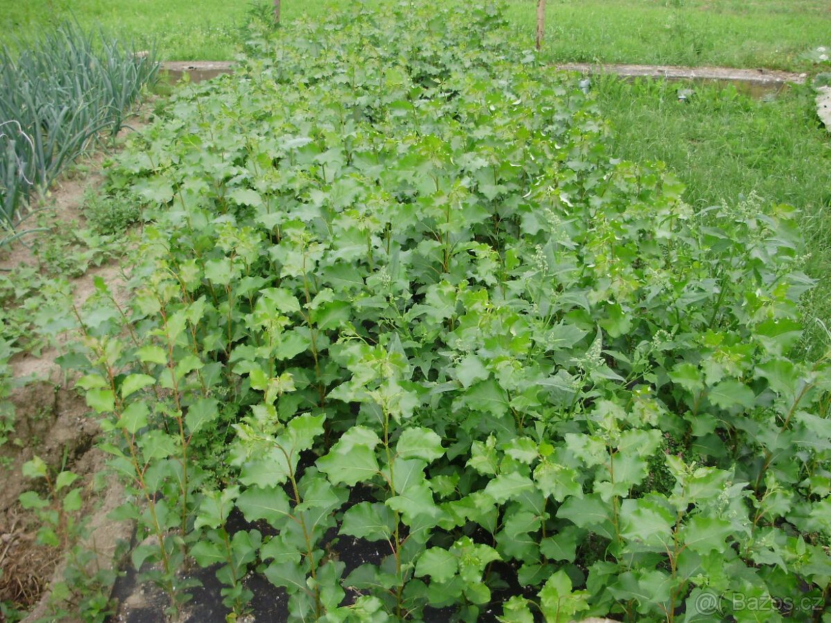 Japonský J-105, Italský af2 topol sazenice - 6