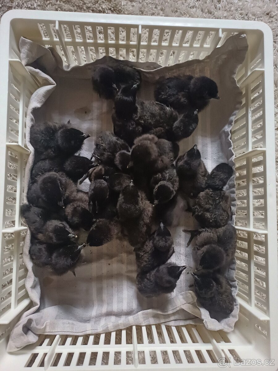 Prodám kuřátka - 6