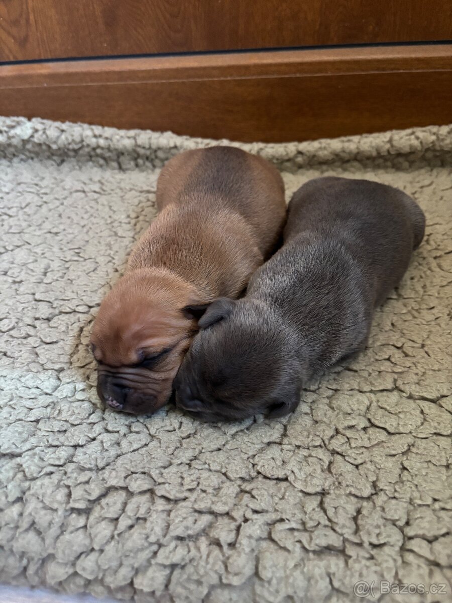 Americký stafordsirsky terier, Stafford, amstaf - 6