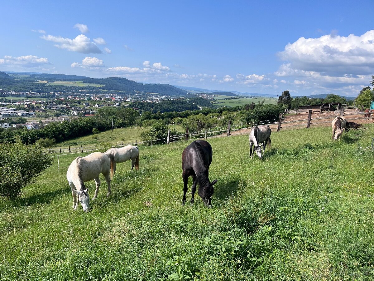 Nabízím ustájení v rodinné stáji v Berouně - 6