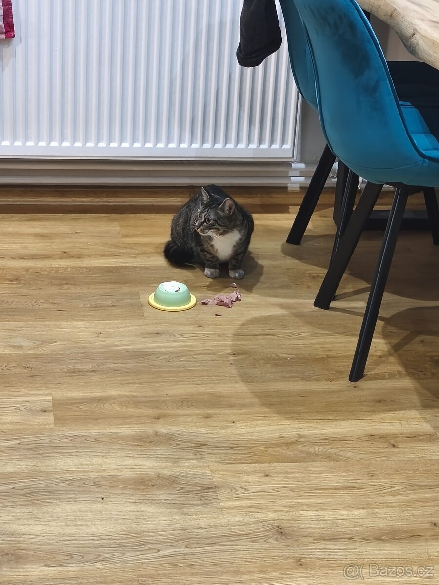 Kocour - 6