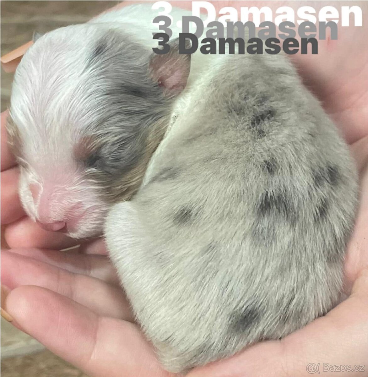 Border kolie s pp - 6