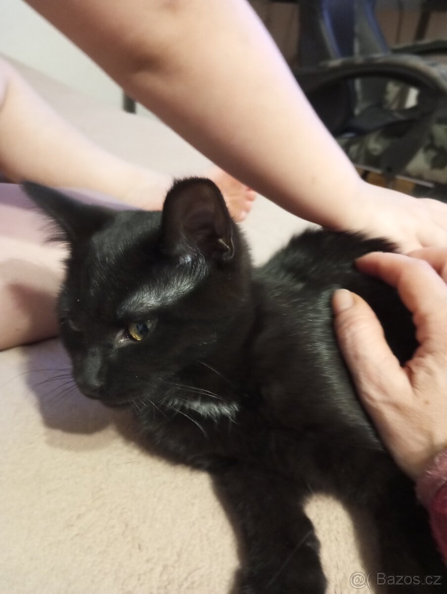 Koťátka - 6