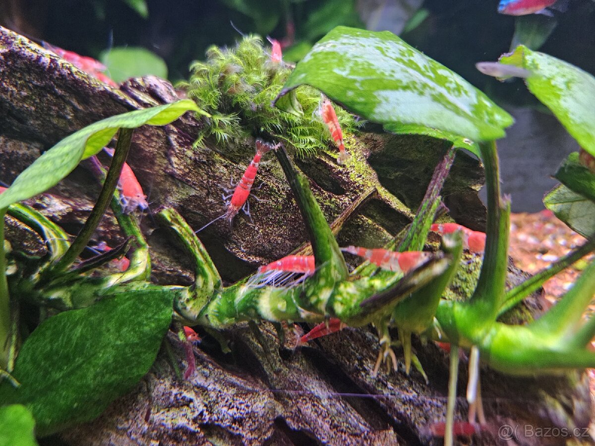 Krevetky Red crystal - 6