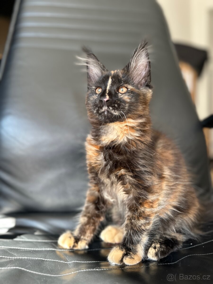 Mainská mývalí s PP - 6