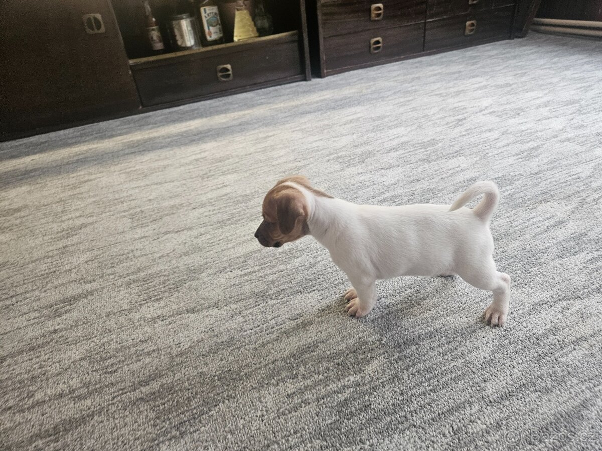 Jack Russel teriér - 6