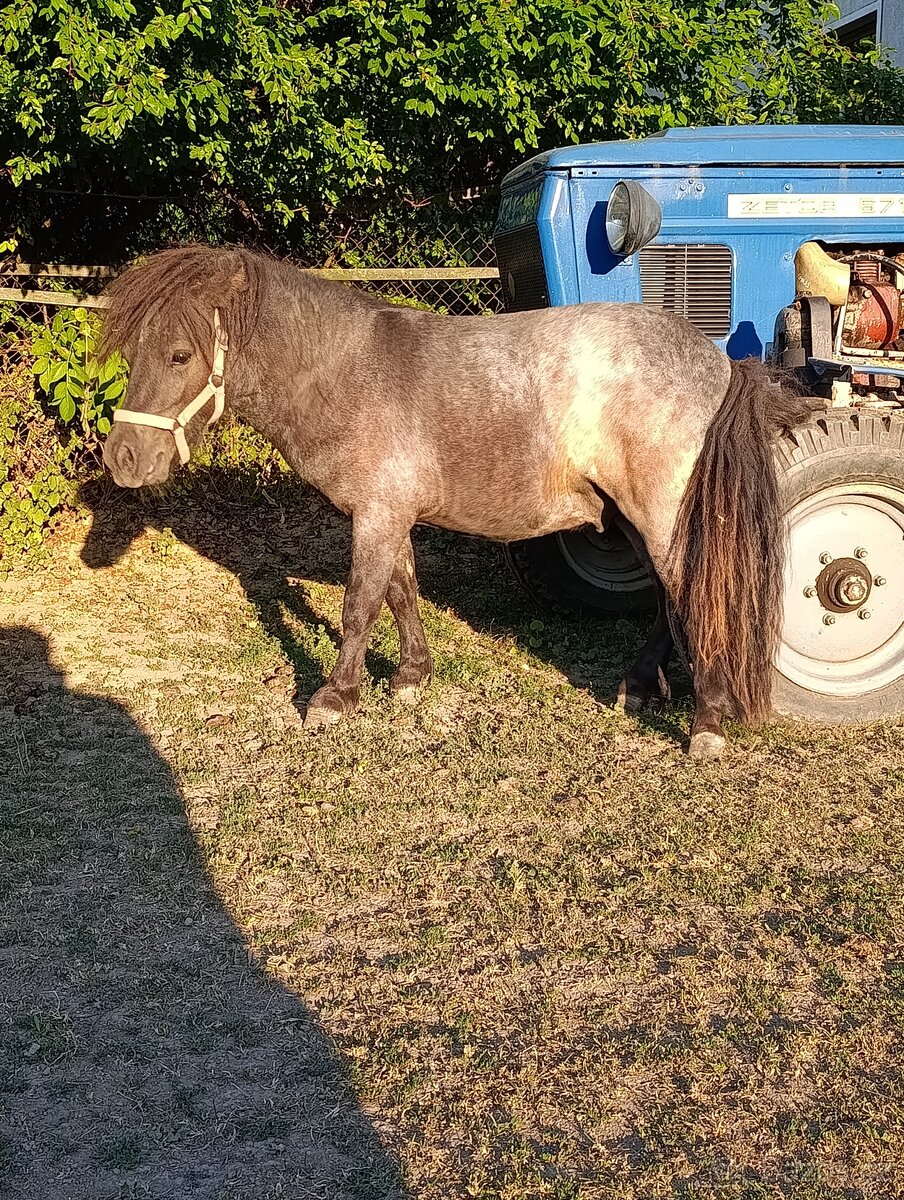 Shetland pony - 6