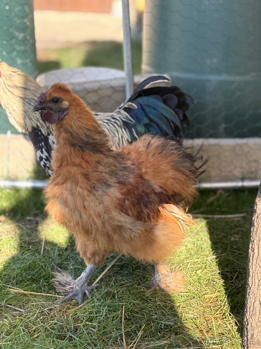 Kohouti hedvábnicky a Pavlovka - 6