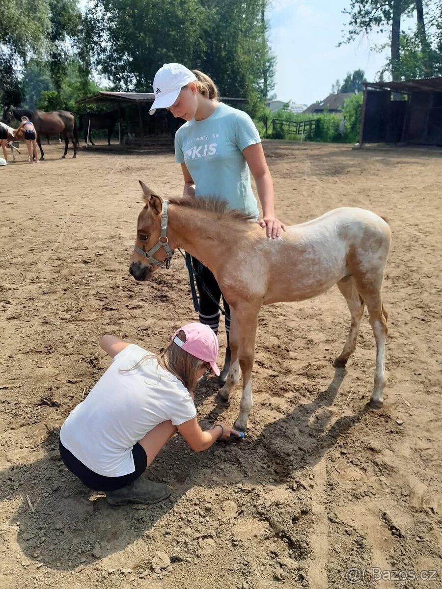 Klisna APH / APPA (rezervace do 23.11.) - 6