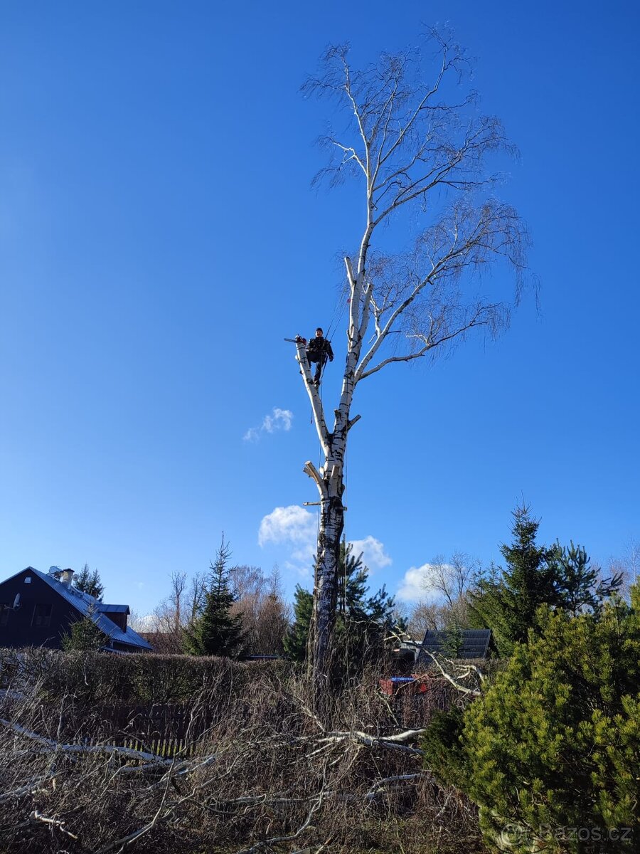 Kácení stromů v Ústeckém kraji - 6
