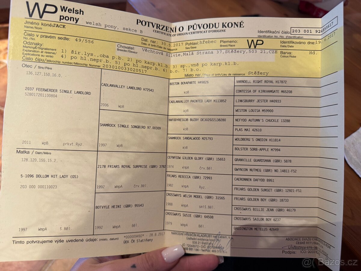 Welsh pony sekce B - 6