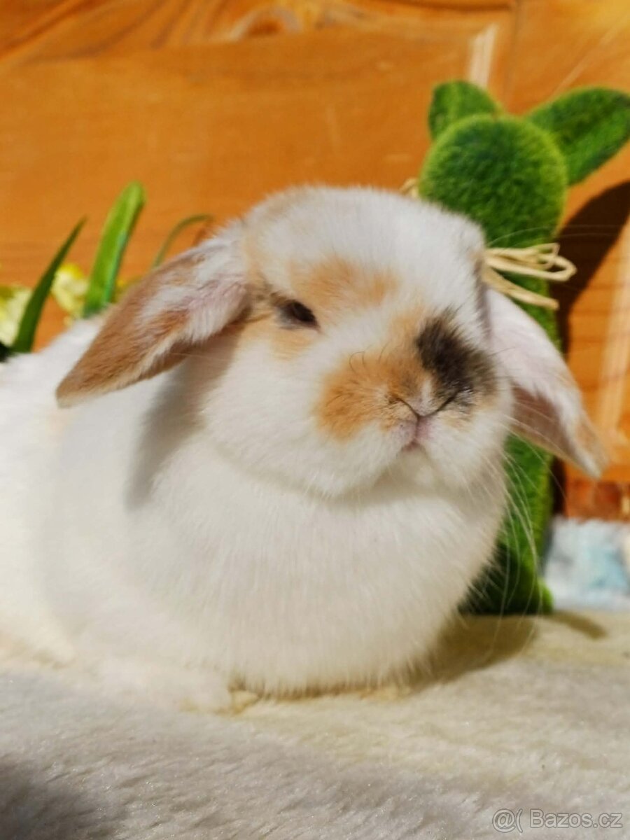 volná samička - minilop - 6