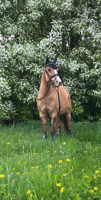 Valach společník 🐴🥕 - 6