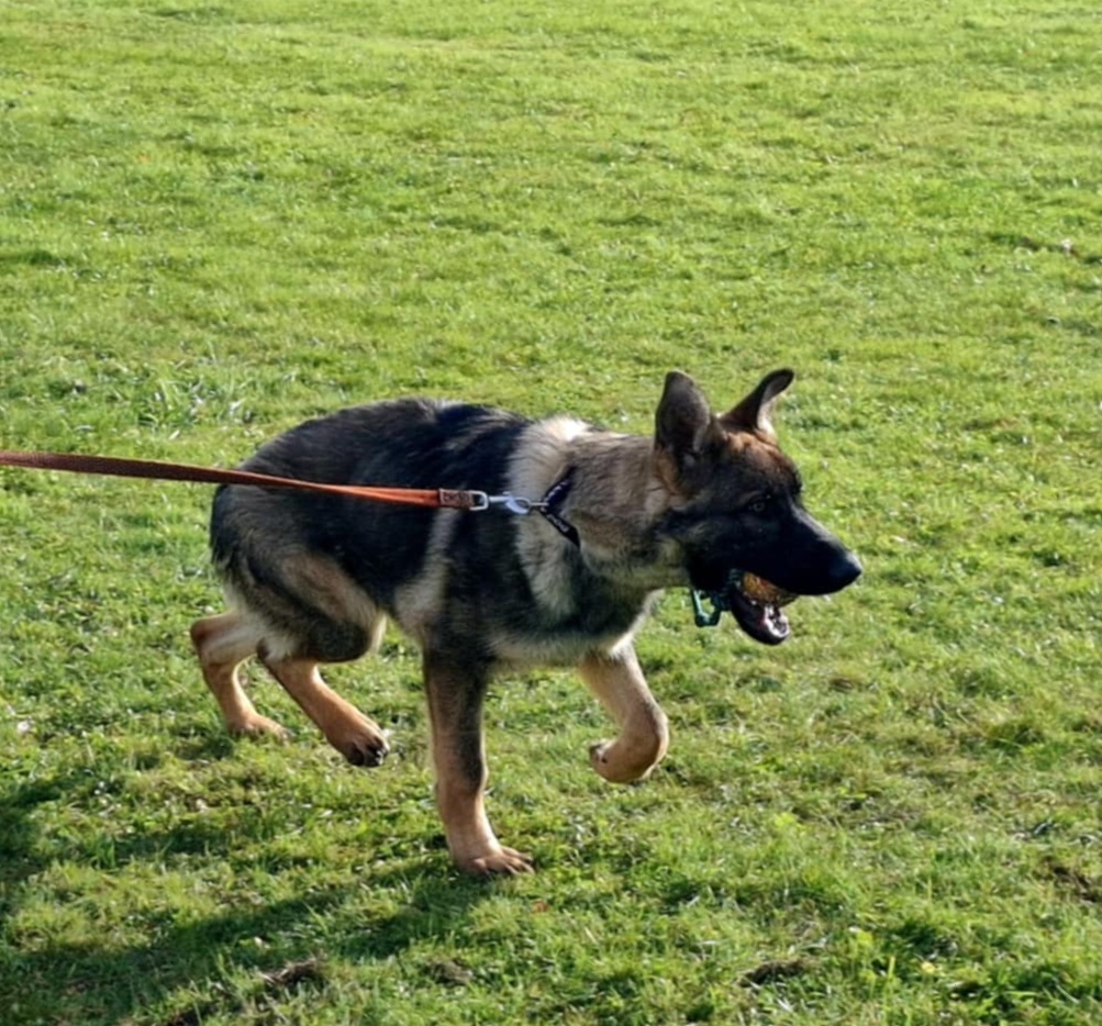 Německý ovčák-štěňata - 6