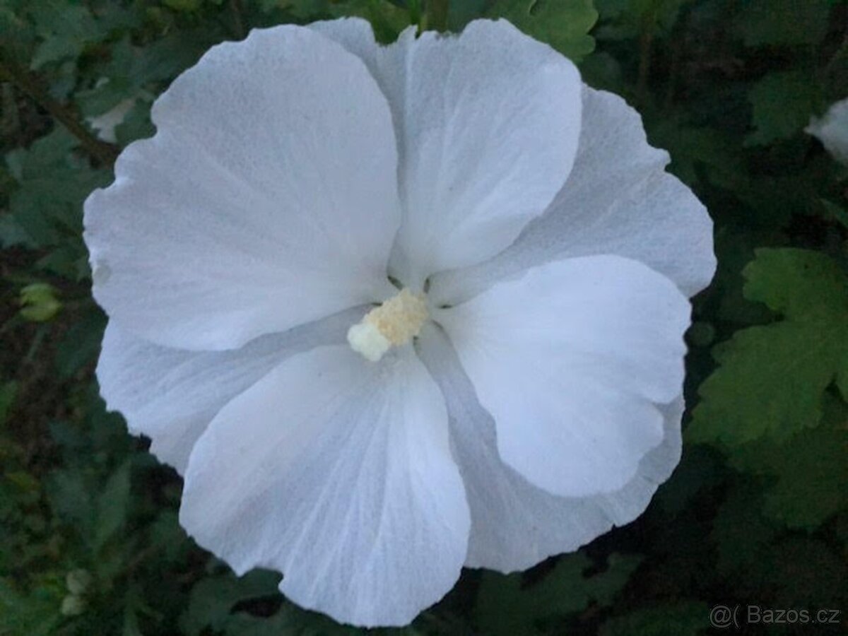 Ibišek Syrský keřový 12 barev - druhů - 6