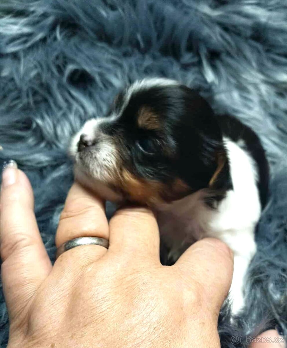 Biewer a black and tan Yorkshire Terrier s rodokmenem PP - 6