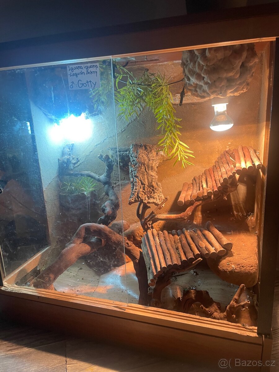 Leguán zelený + terárium a vybavení - 6