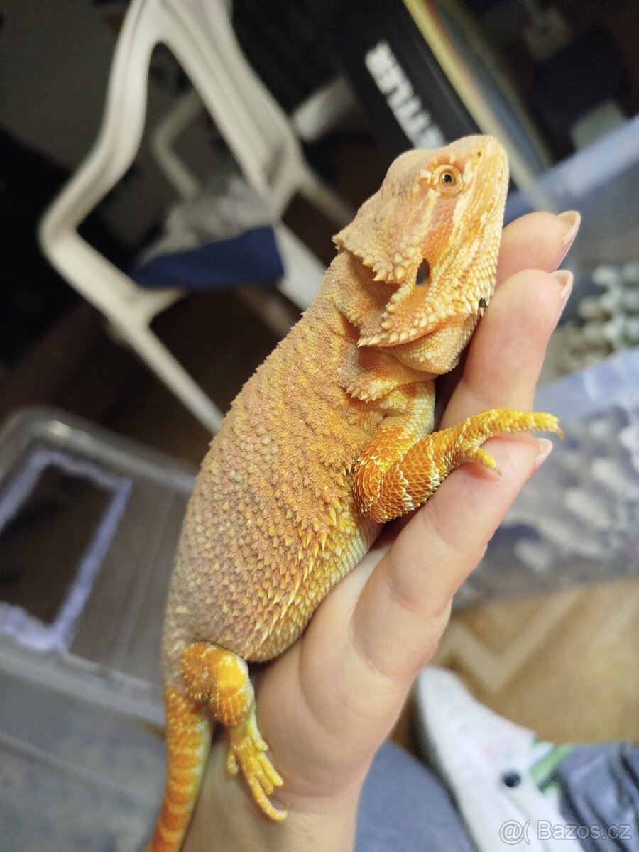 Mláďata agamy vousaté - 6