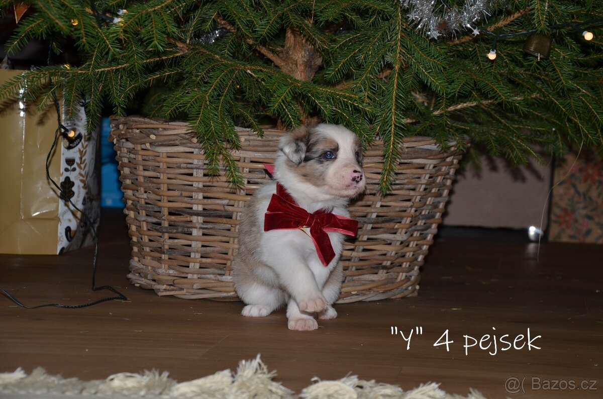 Pejsci border kolie - 6