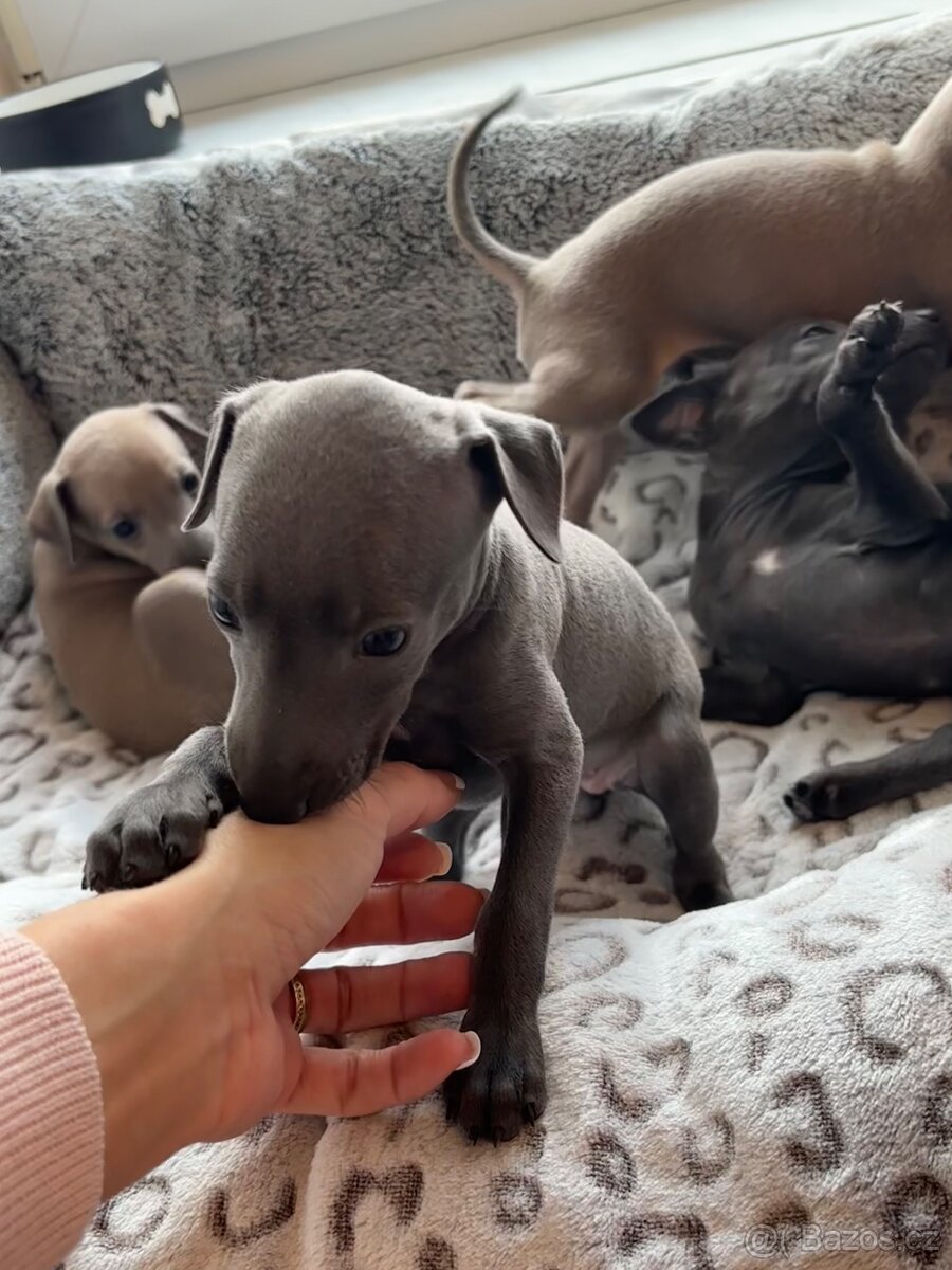 Štěňátka Italského chrtíka s PP - 6