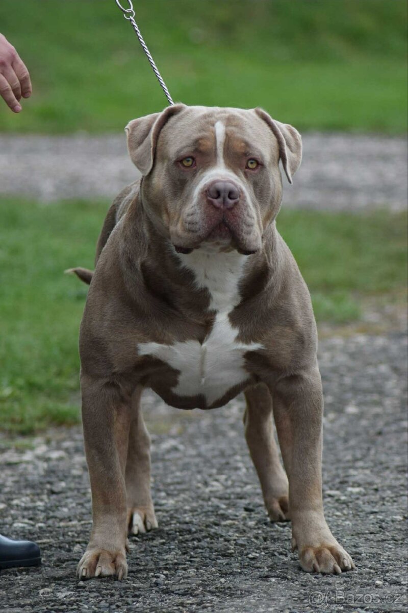 Krycí pes American bully XL / XXL - 6