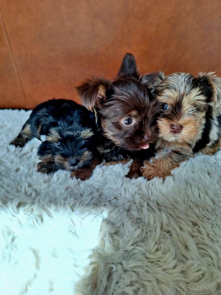Jorkšír,jork,jorkšírsky teriér,yorkšhir - 6