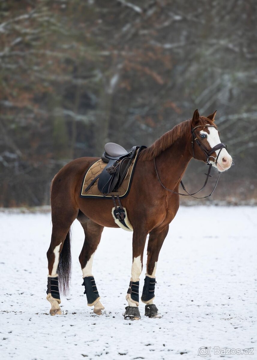 Equestrian Stockholm Golden Brass DL a COB - 6