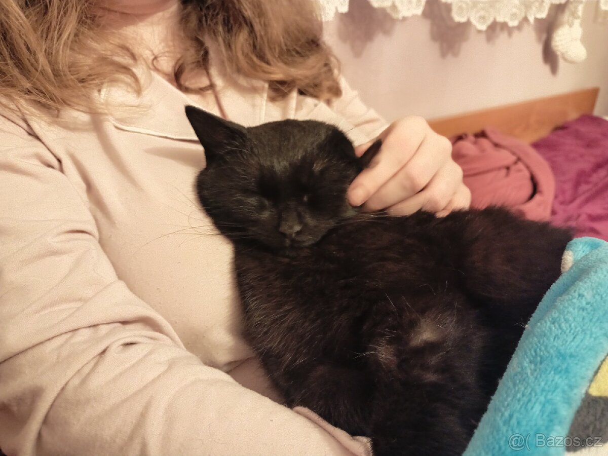 Hledá se domov pro 2 černá koťata - 6