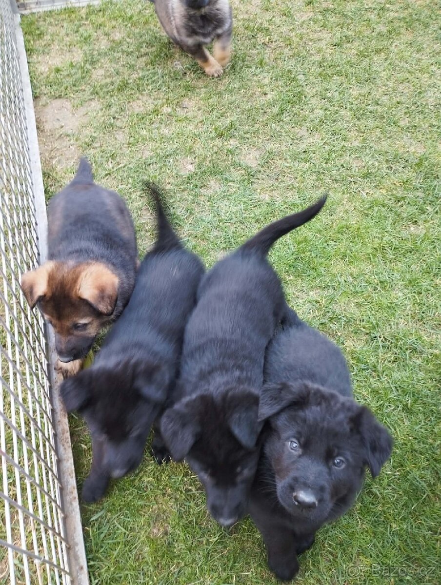 Prodám štěňata německého ovčáka s PP - 6