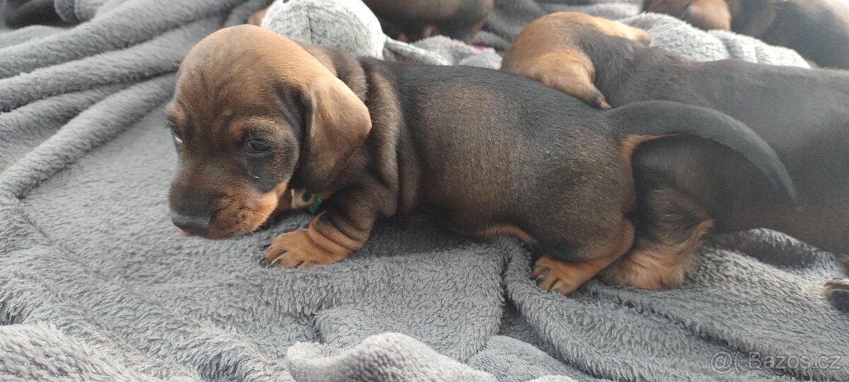 Jezevčík drsnosrstý - 6