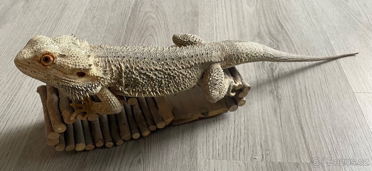 Agama vousatá - samci - 6