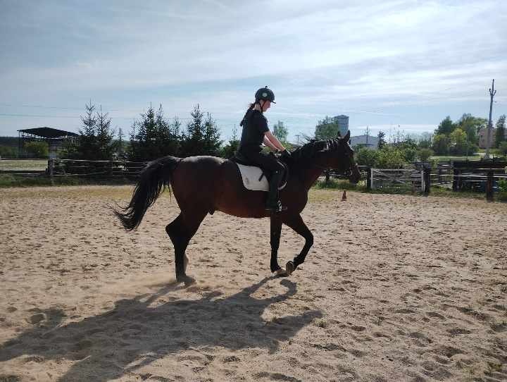 Hřebec 7 měsíců- Moravský Teplokrevník - 6