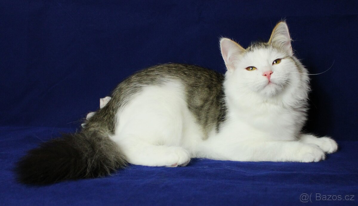 Sibiřská kočka - 6