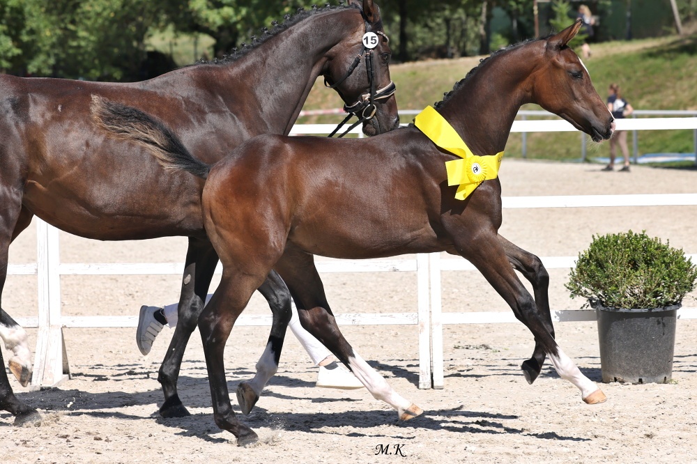 Drezurní hřebeček - 6