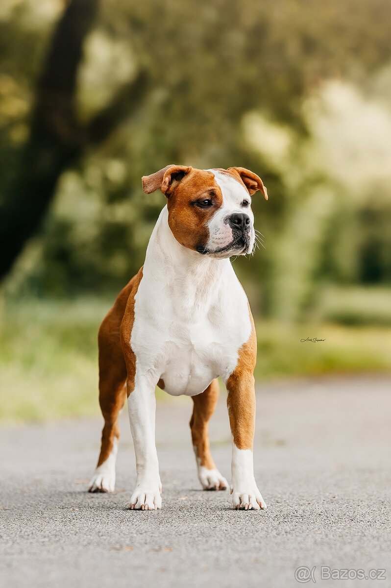 Krytí psem Americký stafordšírský teriér - 6