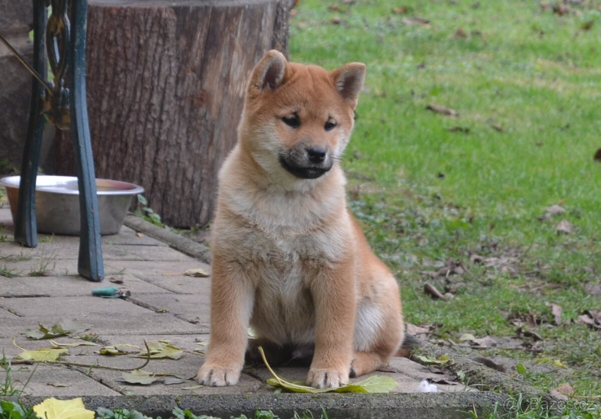 Shiba inu s PP /FCI / - 6