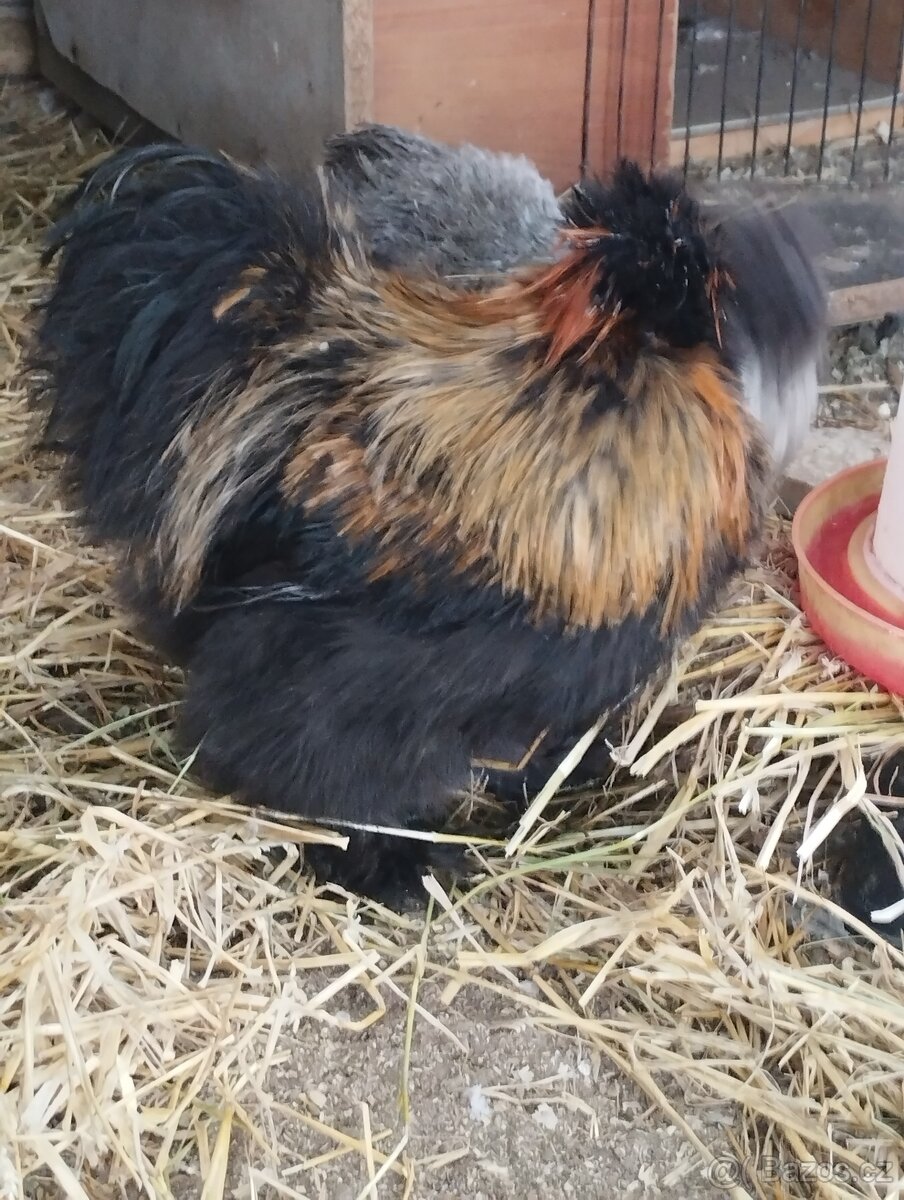 Kohouti hedvábničky - 6