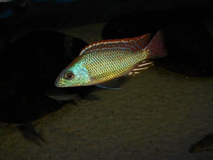Otopharynx Tetrastigma, Malawi - 6
