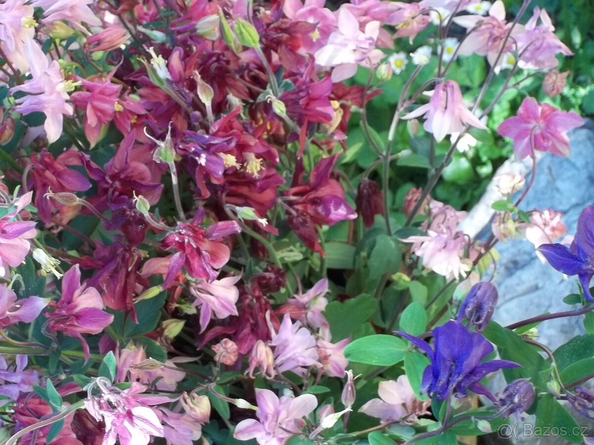 Orlíček květina - 6