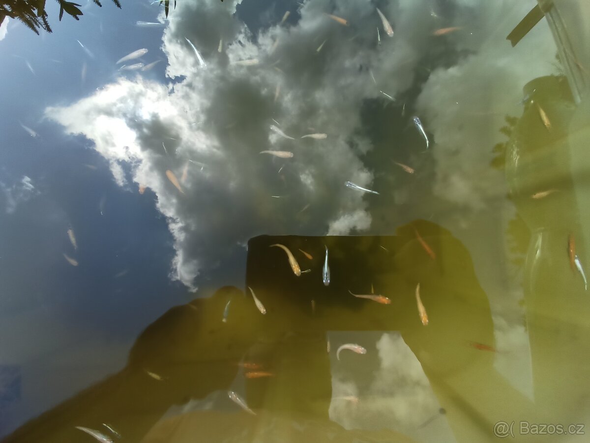 Medaka japonská,Oryzias latipes, Rýžová ryba - 6