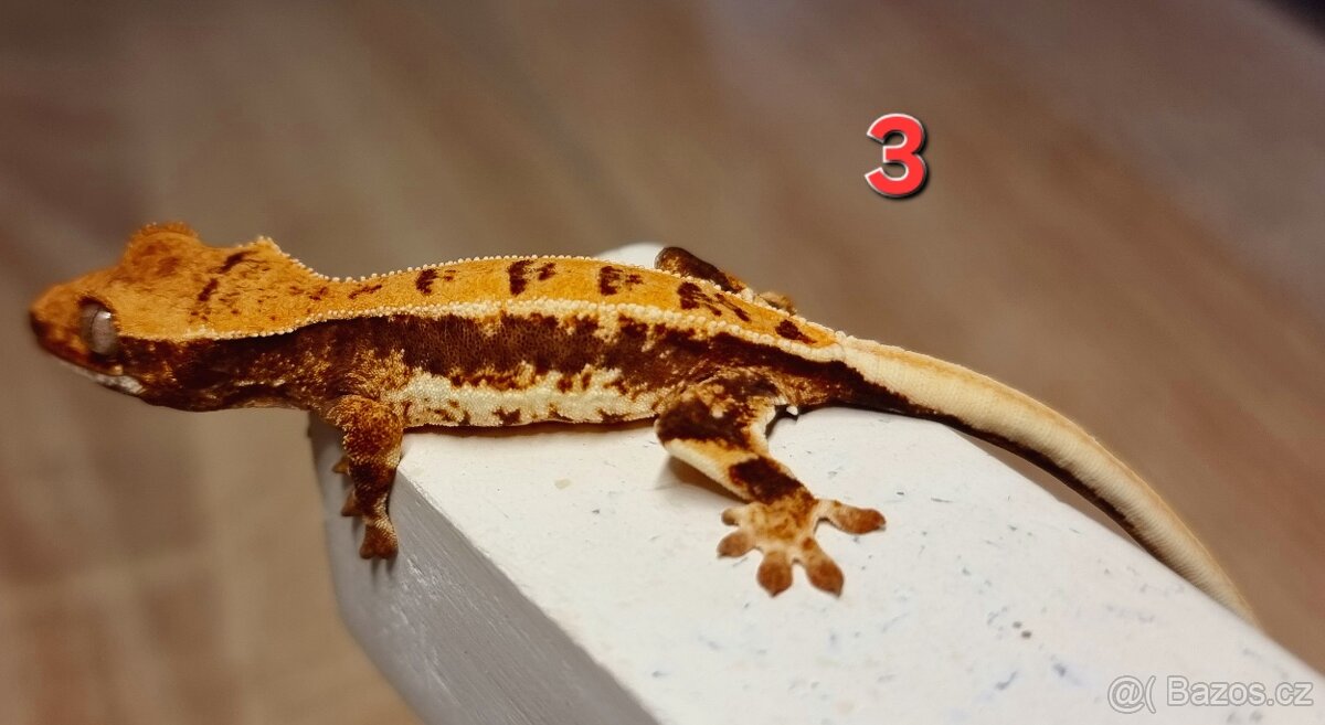 Pagekon řasnatý - 6