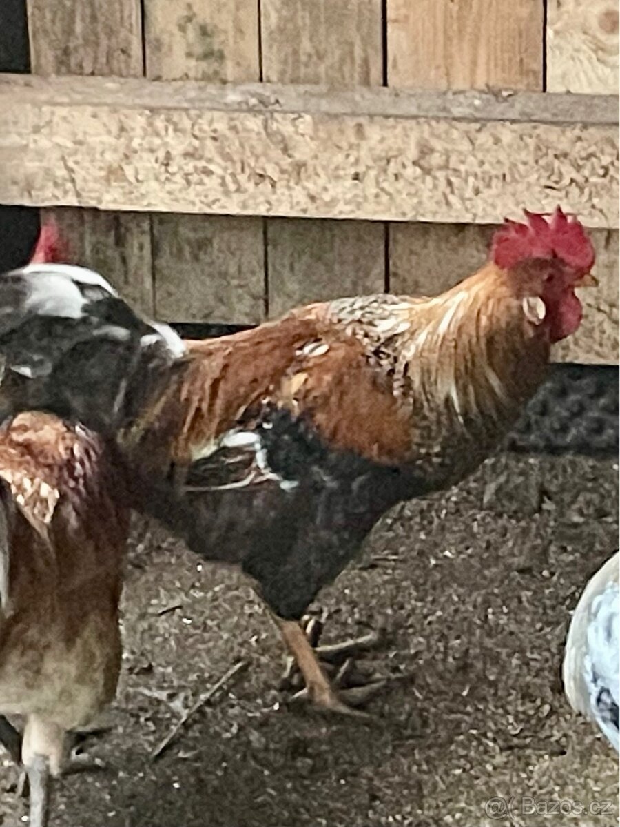 Kohout domácí - 6