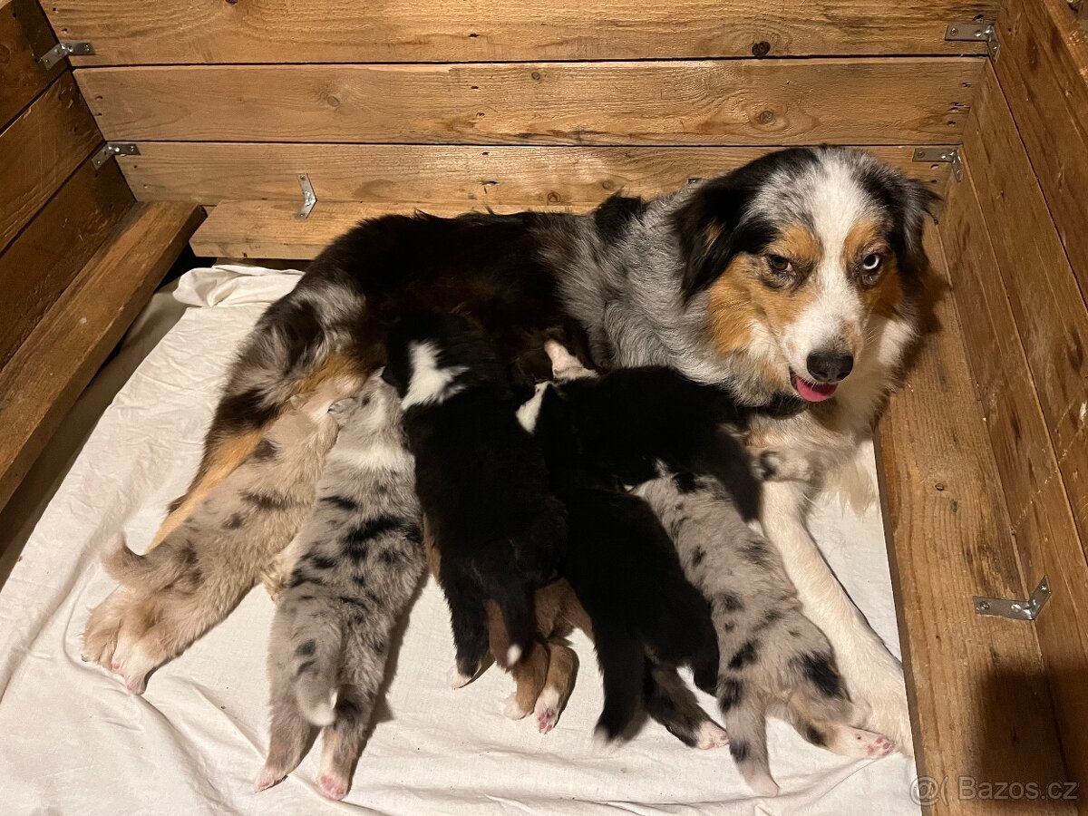 Australský ovčák štěňata s PP - 6