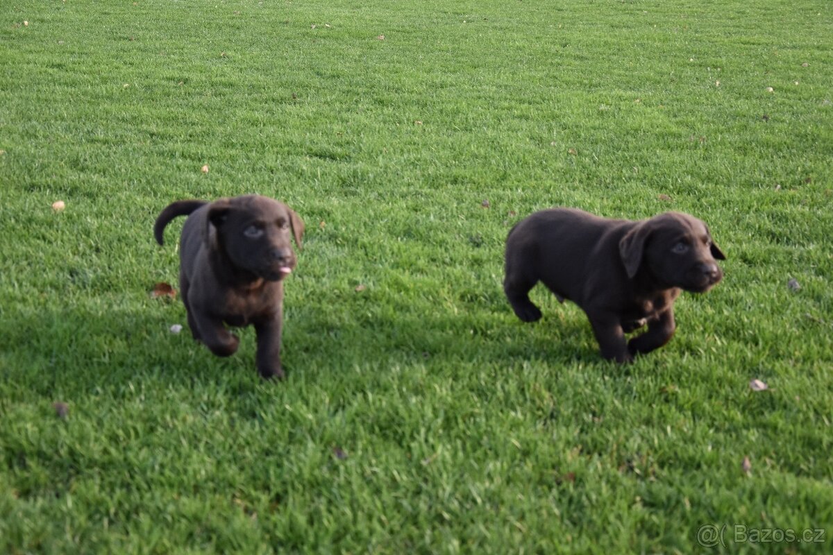 Labradorsky retrivr čistokrevný - 6