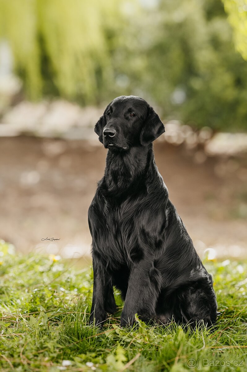 Flat Coated Retriever - černá štěňátka 6/2026 - 6